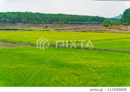 A rice field. 112898600