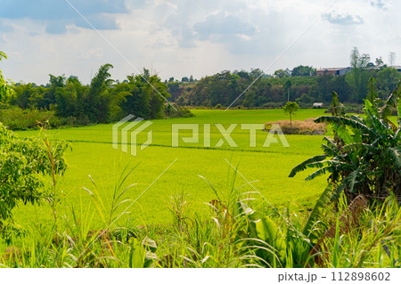 A rice field. 112898602