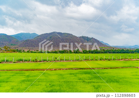 A rice field. A rice field. 112898603