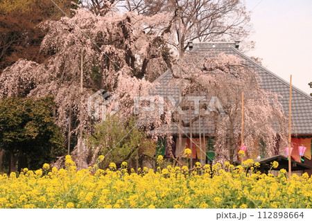 満開のしだれ桜と菜の花 満開のしだれ桜と菜の花 112898664
