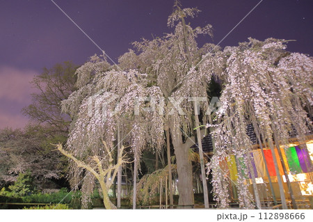 ライトアップされた夜のしだれ桜 ライトアップされた夜のしだれ桜 112898666