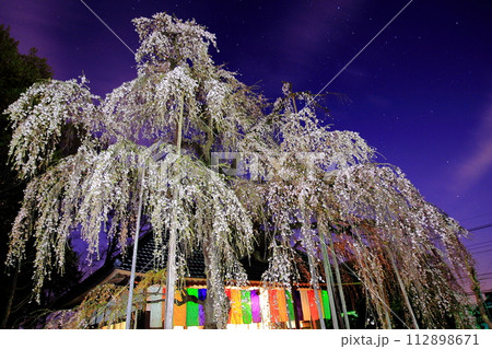 夜空に輝くしだれ桜 夜空に輝くしだれ桜 112898671