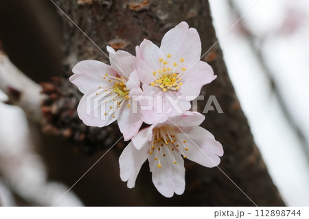 春の訪れを告げる桜 春の訪れを告げる桜 112898744