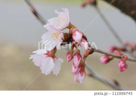 春の訪れを告げる桜 112898745