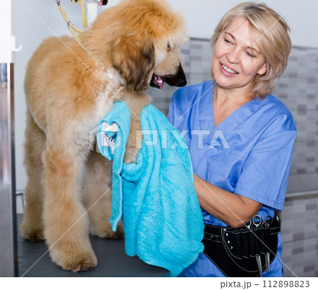 Mature woman hairdresser wipes puppy of Afghan hound in hairdresser for dogs 112898823