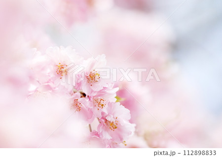 八重桜 八重桜 112898833