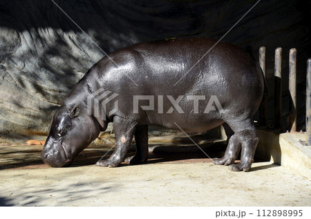 コビトカバ 112898995