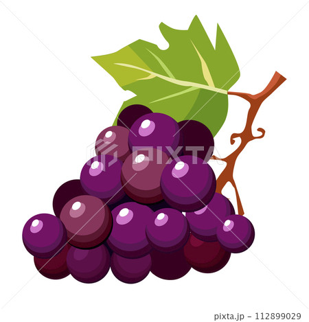 Healthy bunch of dark purple grapes on white background. Isolated vector summer berry in flat style 112899029