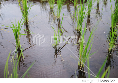 Landscape on terraced newly planted paddy rice fields on mountain with foggy in the countryside, Chiangmai Province of Thailand. Travel in greenery tropical rainy season concept Landscape on terraced newly planted paddy rice fields on mountain with foggy in the countryside, Chiangmai Province of Thailand. Travel in greenery tropical rainy season concept 112899127