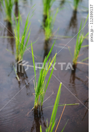 Landscape on terraced newly planted paddy rice fields on mountain with foggy in the countryside, Chiangmai Province of Thailand. Travel in greenery tropical rainy season concept Landscape on terraced newly planted paddy rice fields on mountain with foggy in the countryside, Chiangmai Province of Thailand. Travel in greenery tropical rainy season concept 112899137