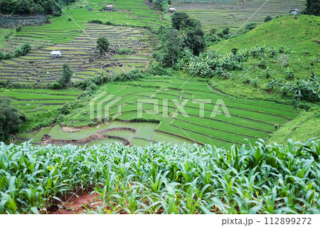 Landscape on terraced newly planted paddy rice fields on mountain with foggy in the countryside, Chiangmai Province of Thailand. Travel in greenery tropical rainy season concept 112899272