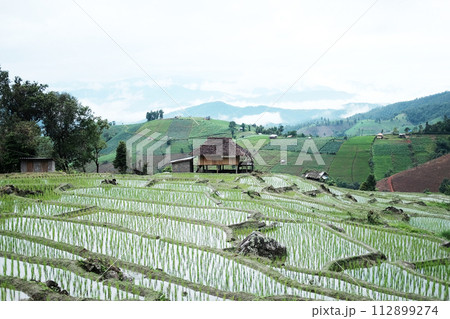 Landscape of country house and local hut in the middle terraced newly planted paddy rice fields on mountain with foggy in tropical rainy season in Thailand 112899274