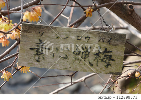 兼六園の梅林の素心蠟梅と銘板 112899373