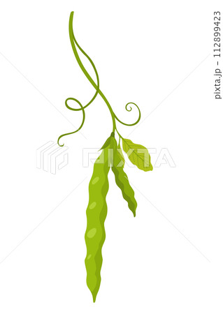 Green pea pod. Vegetable icon. Element for packaging and menu design. Natural green healthy eco product. Vector illustration Green pea pod. Vegetable icon. Element for packaging and menu design. Natural green healthy eco product. Vector illustration 112899423