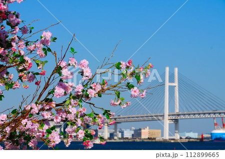 ベイブリッジと桜 ベイブリッジと桜 112899665