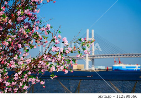 ベイブリッジと桜 ベイブリッジと桜 112899666