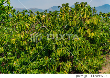 The coffee tree. The coffee tree. 112899727