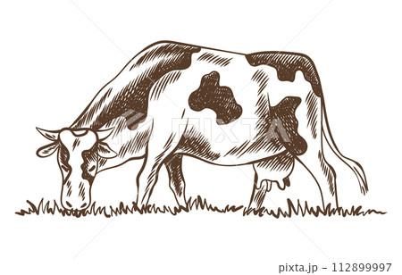 Cows chewing grass farm on grazing on meadow. Rural landscape, village vintage sketch. Hand drawn farm land vector illustration Cows chewing grass farm on grazing on meadow. Rural landscape, village vintage sketch. Hand drawn farm land vector illustration 112899997