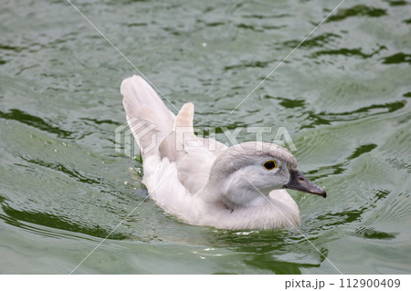 the small white duck is swimming and rest at river the small white duck is swimming and rest at river 112900409