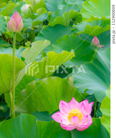 古代蓮の花 112900609