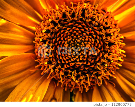 A close-up of a vibrant orange flower showcasing intricate details of its petals and the complex structure of its center. A close-up of a vibrant orange flower showcasing intricate details of its petals and the complex structure of its center. 112900775
