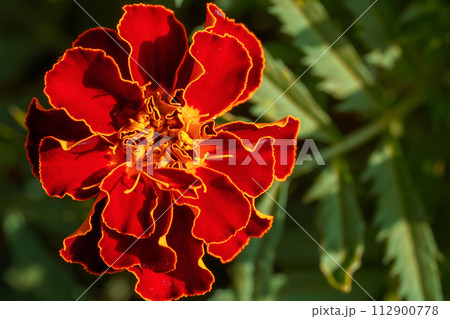 A close-up of a maroon flower with intricate details, illuminated, highlighting the textures and structures of its petals and stamens. A close-up of a maroon flower with intricate details, illuminated, highlighting the textures and structures of its petals and stamens. 112900778