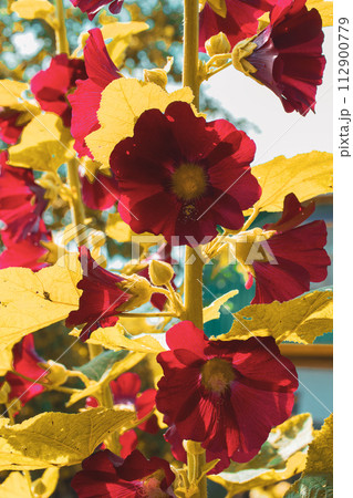 Sunlight enhances the rich colors of red flowers surrounded by leaves. Sunlight enhances the rich colors of red flowers surrounded by leaves. 112900779