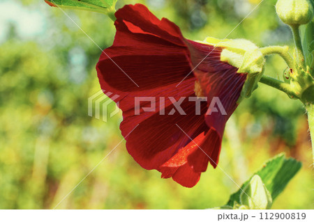 A close-up of a vibrant red flower with visible veins, surrounded by greenery under bright sunlight. 112900819