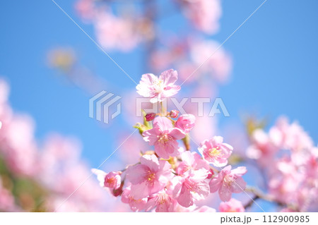 春の訪れを知らせる河津桜 112900985