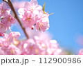 春の訪れを知らせる河津桜 112900986