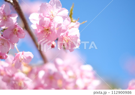 春の訪れを知らせる河津桜 112900986