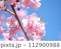 春の訪れを知らせる河津桜 112900988