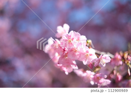 春の訪れを知らせる河津桜 112900989