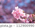春の訪れを知らせる河津桜 112900990