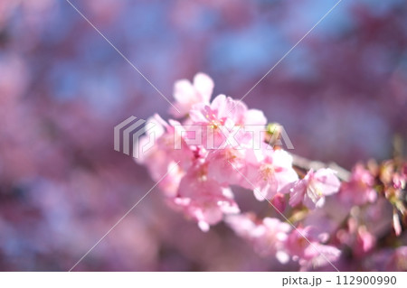 春の訪れを知らせる河津桜 112900990
