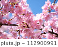 春の訪れを知らせる河津桜 112900991