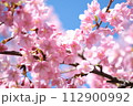春の訪れを知らせる河津桜 112900992