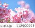 春の訪れを知らせる河津桜 112900993