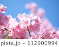春の訪れを知らせる河津桜 112900994