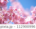春の訪れを知らせる河津桜 112900996