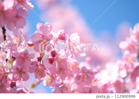 春の訪れを知らせる河津桜 112900996