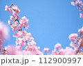 春の訪れを知らせる河津桜 112900997