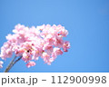春の訪れを知らせる河津桜 112900998