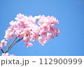 春の訪れを知らせる河津桜 112900999