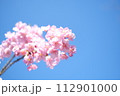 春の訪れを知らせる河津桜 112901000
