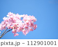 春の訪れを知らせる河津桜 112901001