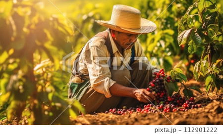 AI-generated content. Colombian man wearing hat harvesting ripe coffee on plantation. Portrait of Farmer picking red bean.  112901222