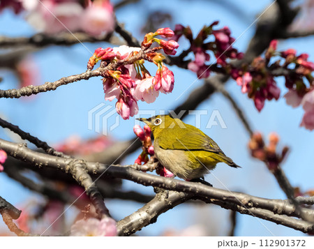 サクラにメジロ 112901372