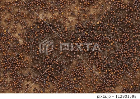 Broccoli seeds. Jute mat for seed germination. 112901398