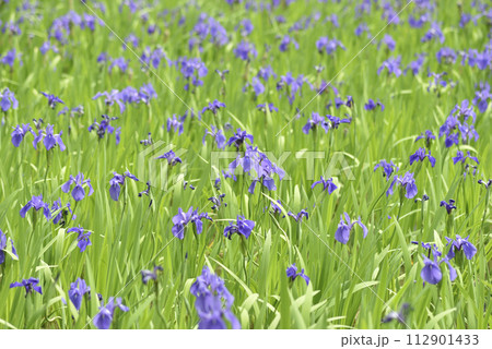 カキツバタ　大田ノ澤 112901433